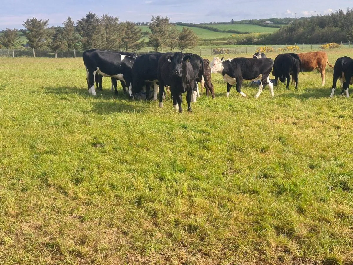 Heifers - Image 2