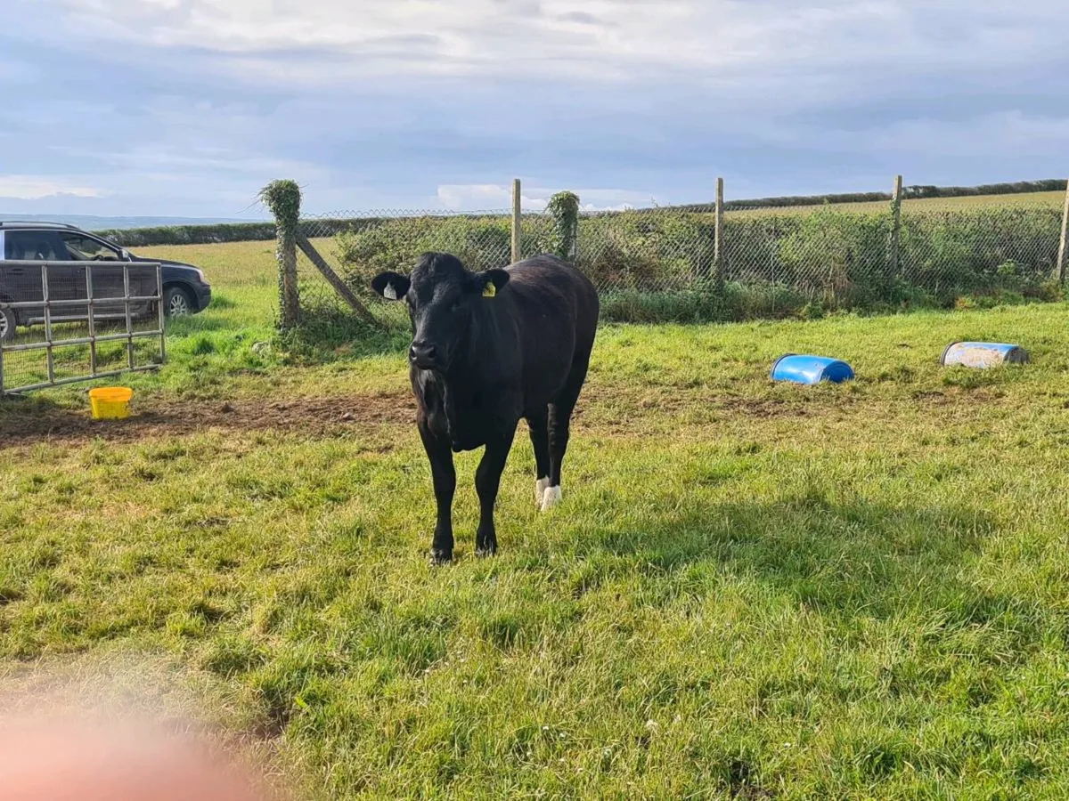 Heifers - Image 4