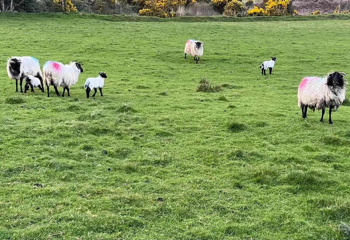 Mayo Blackface ewes and lambs - Image 1