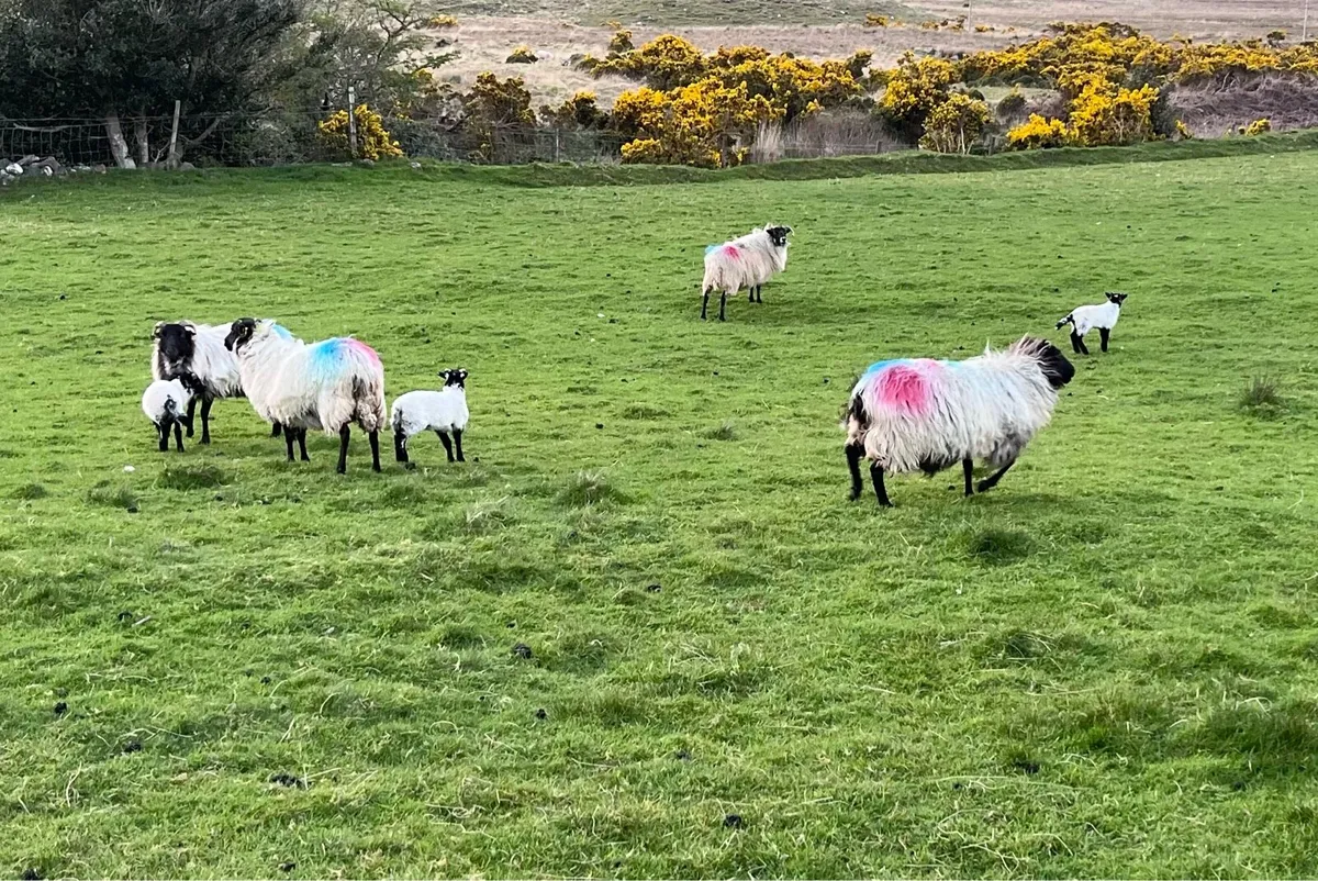 Mayo Blackface ewes and lambs - Image 2