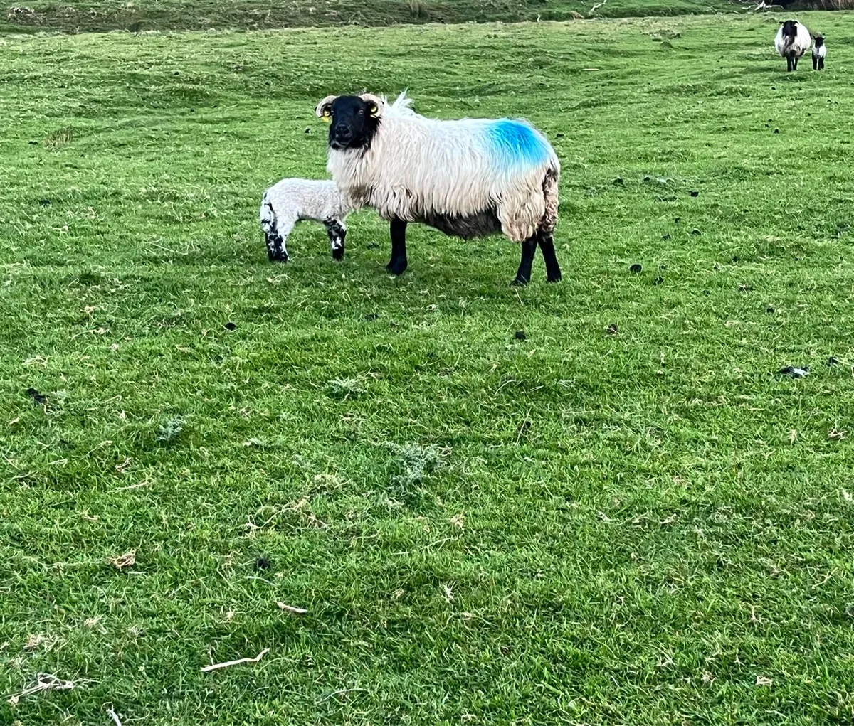 Mayo Blackface ewes and lambs - Image 3