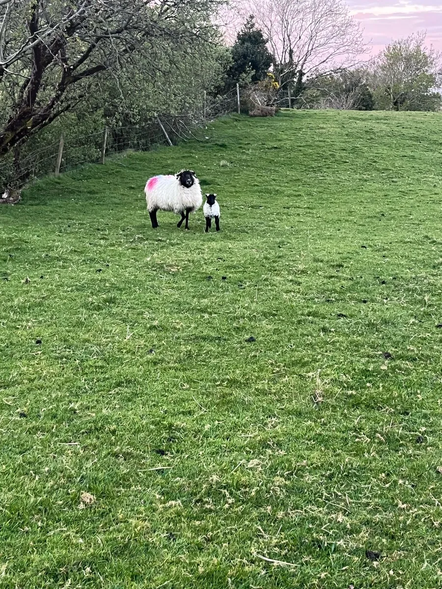 Mayo Blackface ewes and lambs - Image 4