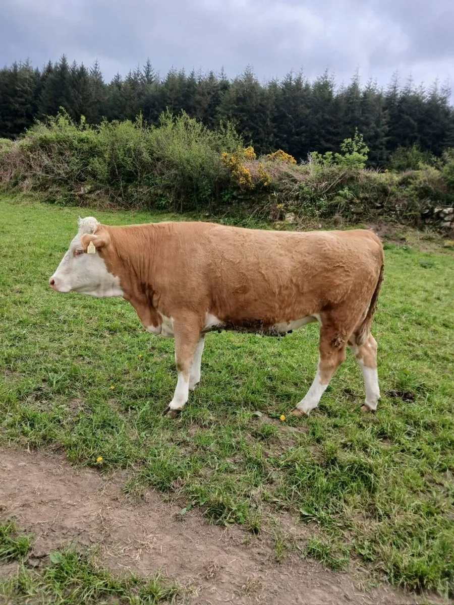 Livestock - Image 2