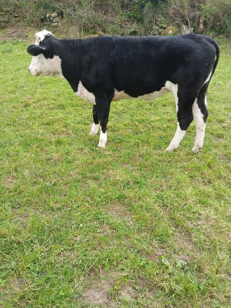 Livestock - Image 4
