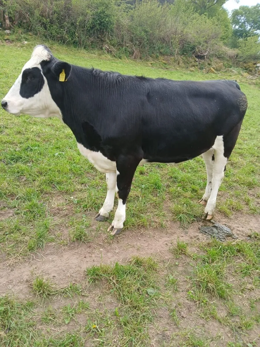 Livestock - Image 3