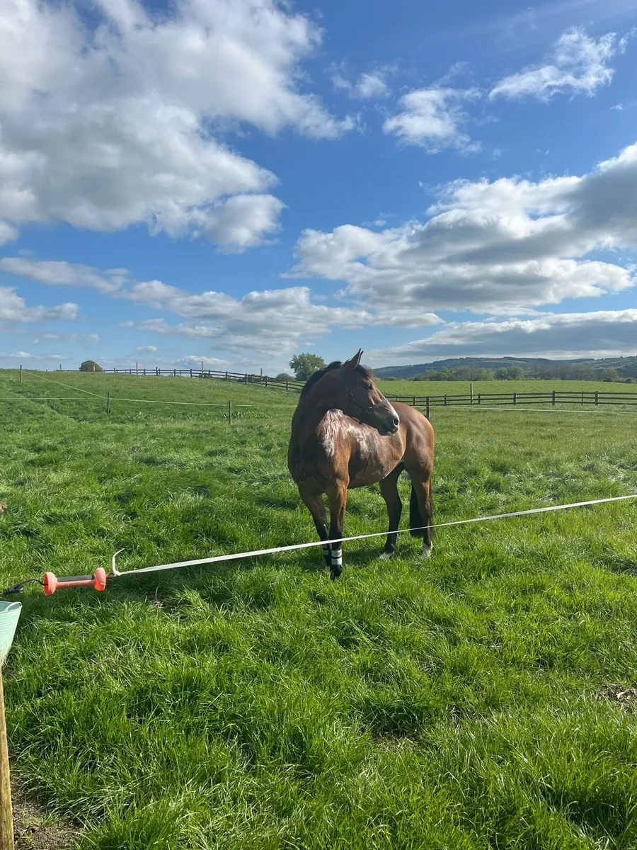 Summer grass livery - Image 1