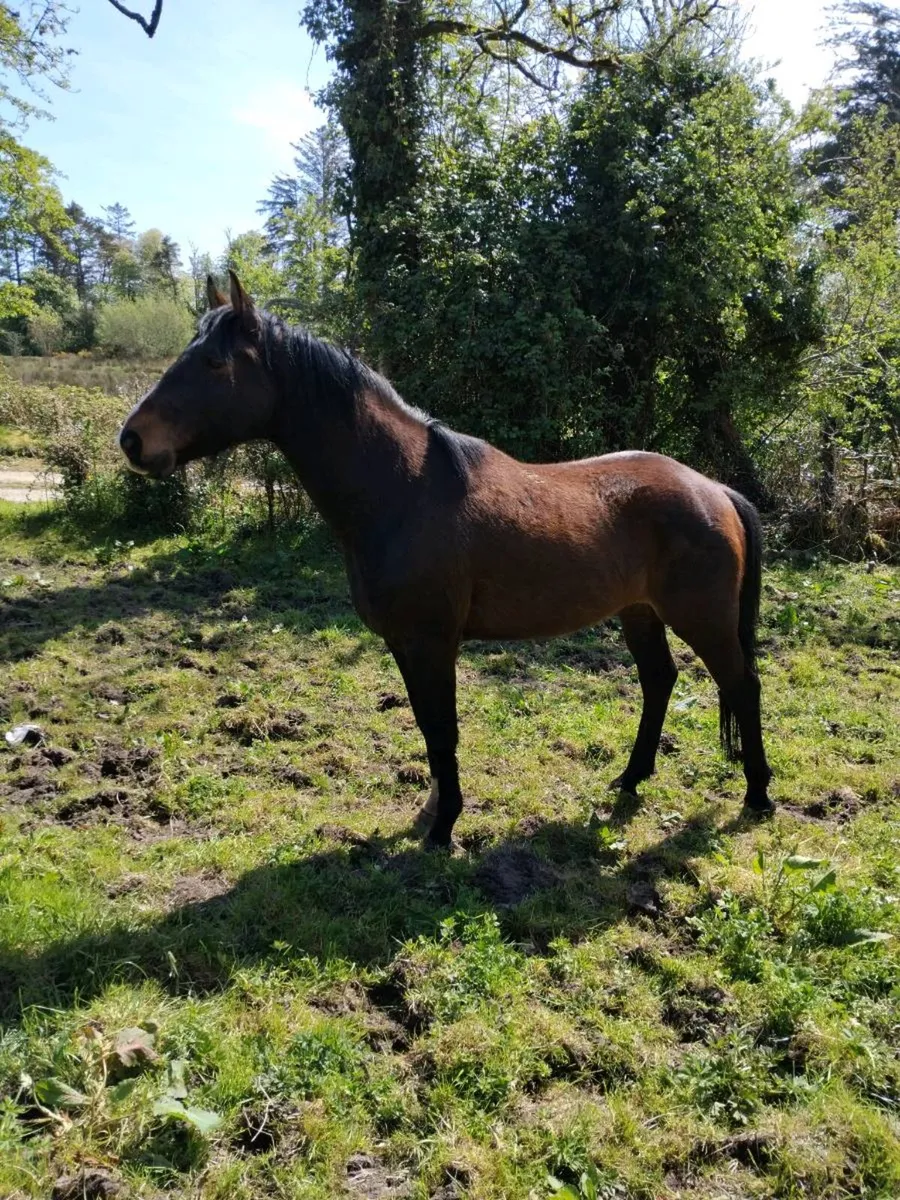 Two horses - Image 1