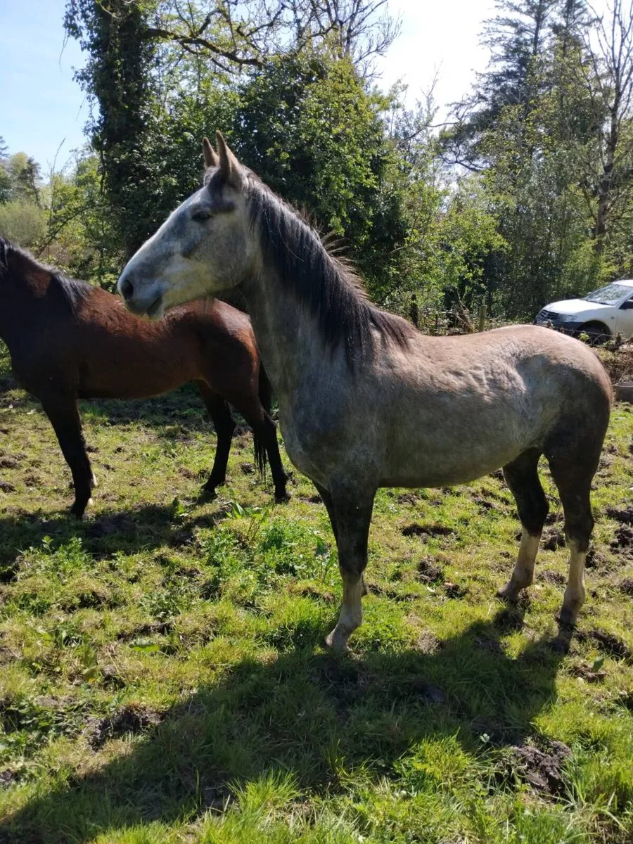 Two horses - Image 2