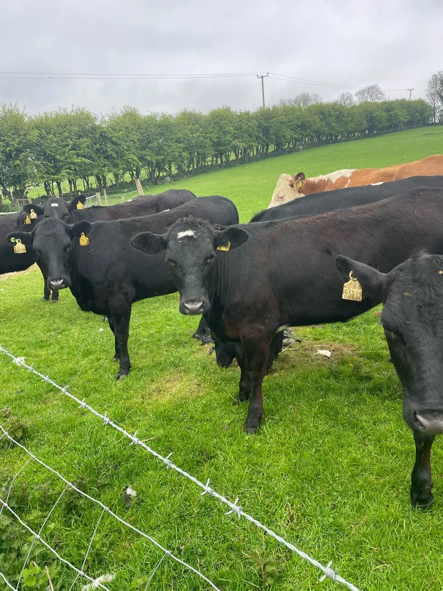 AA heifers - Image 1
