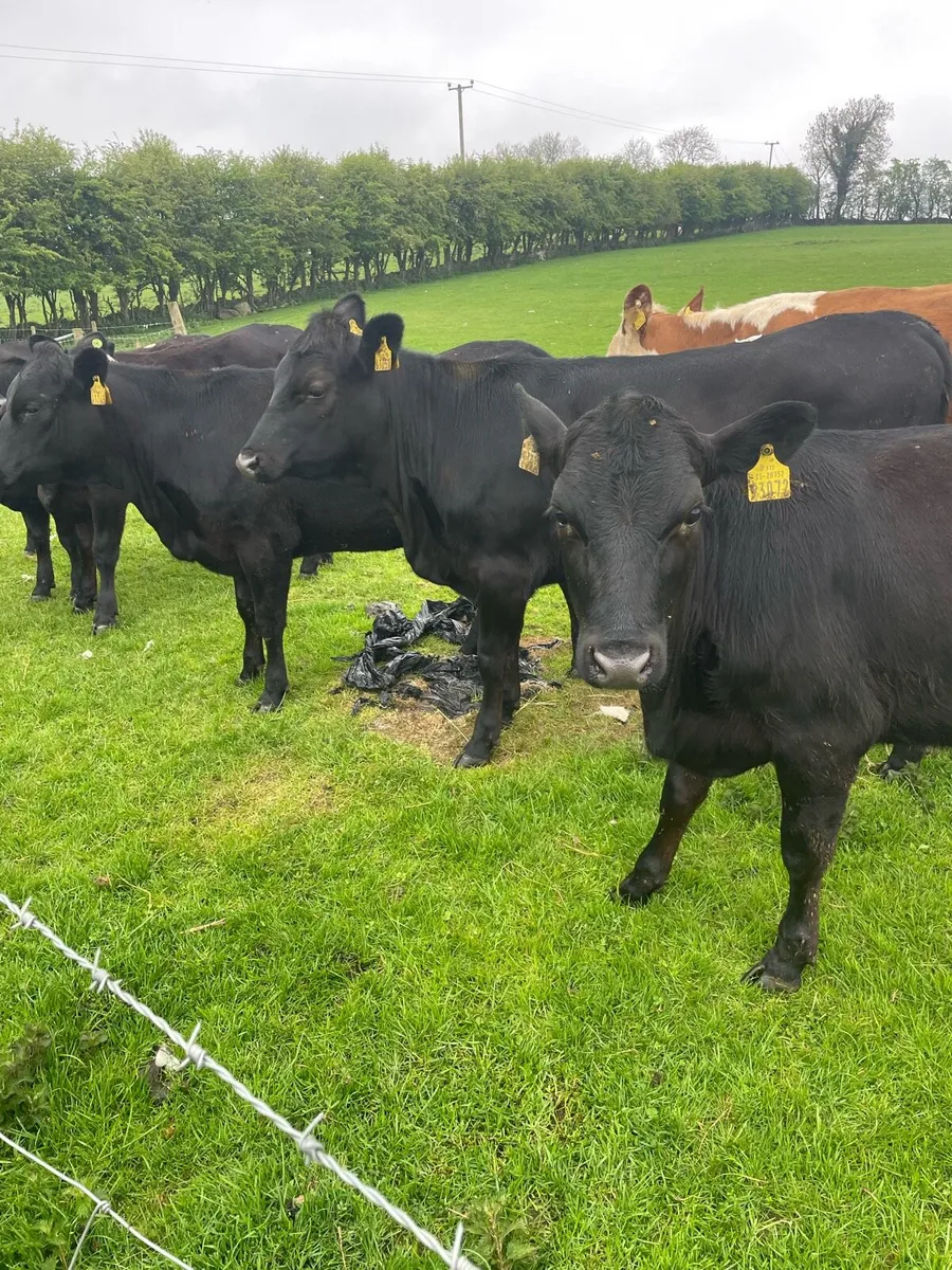 AA heifers - Image 2