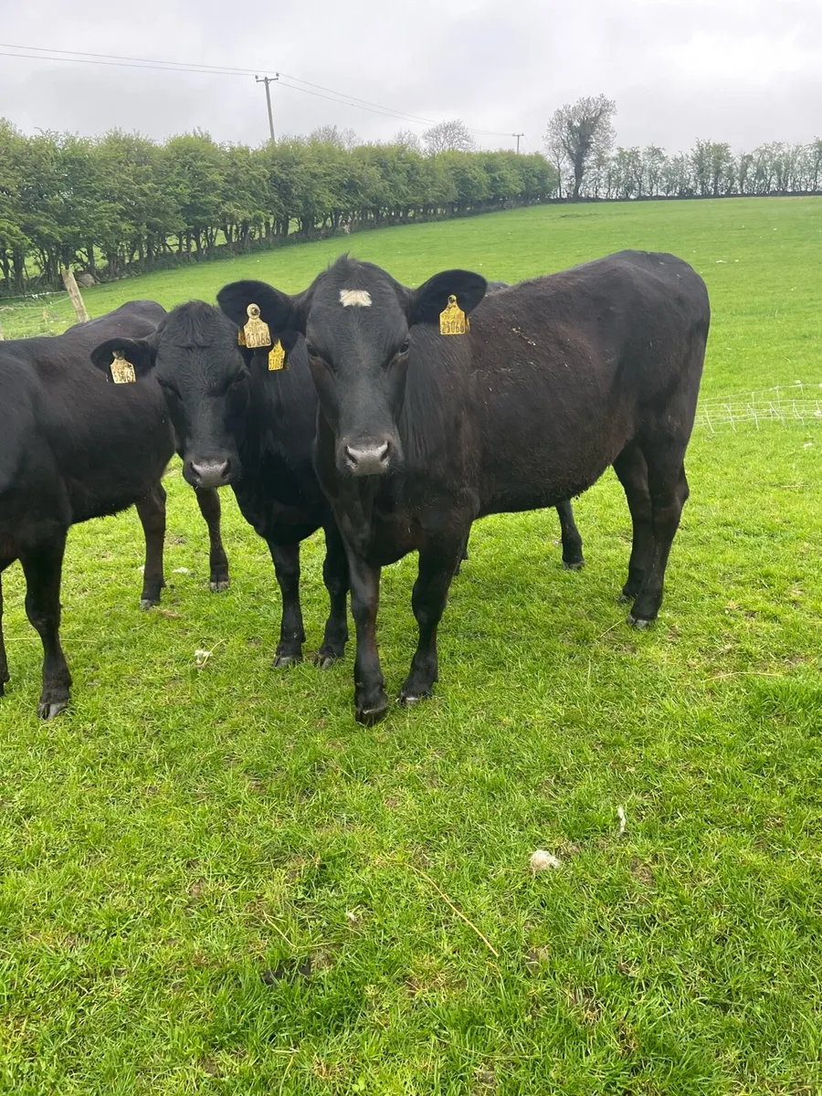 AA heifers - Image 3