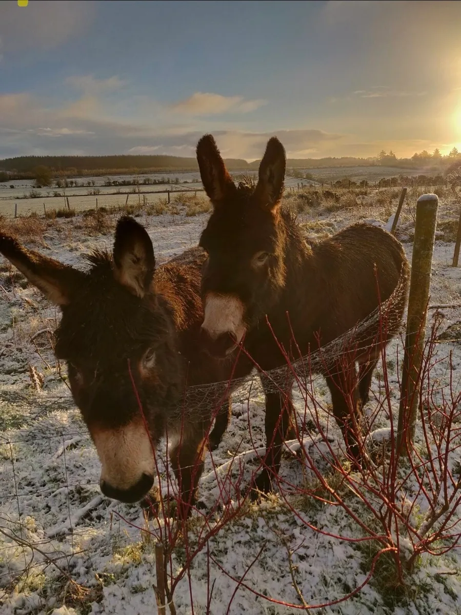 Donkeys