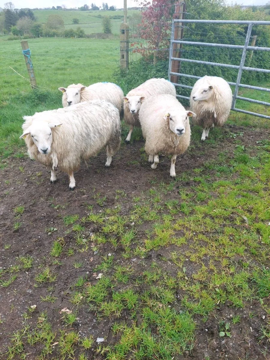 Texel  Ewe Hoggets - Image 1