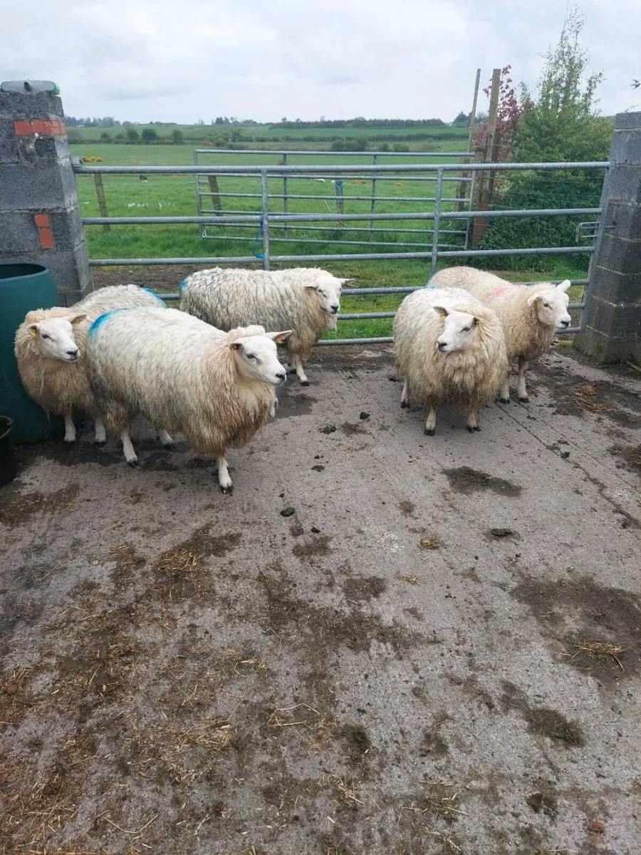 Texel  Ewe Hoggets - Image 2
