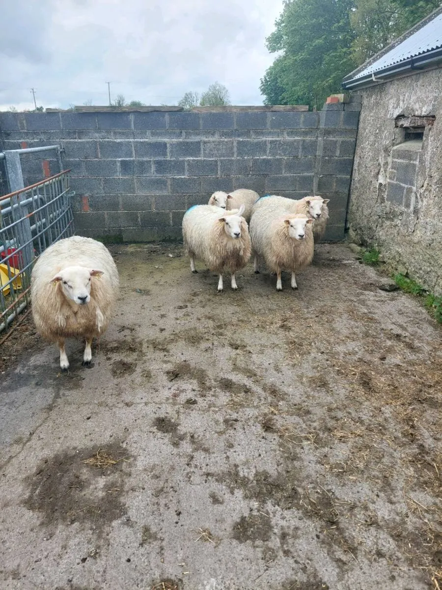 Texel  Ewe Hoggets - Image 3