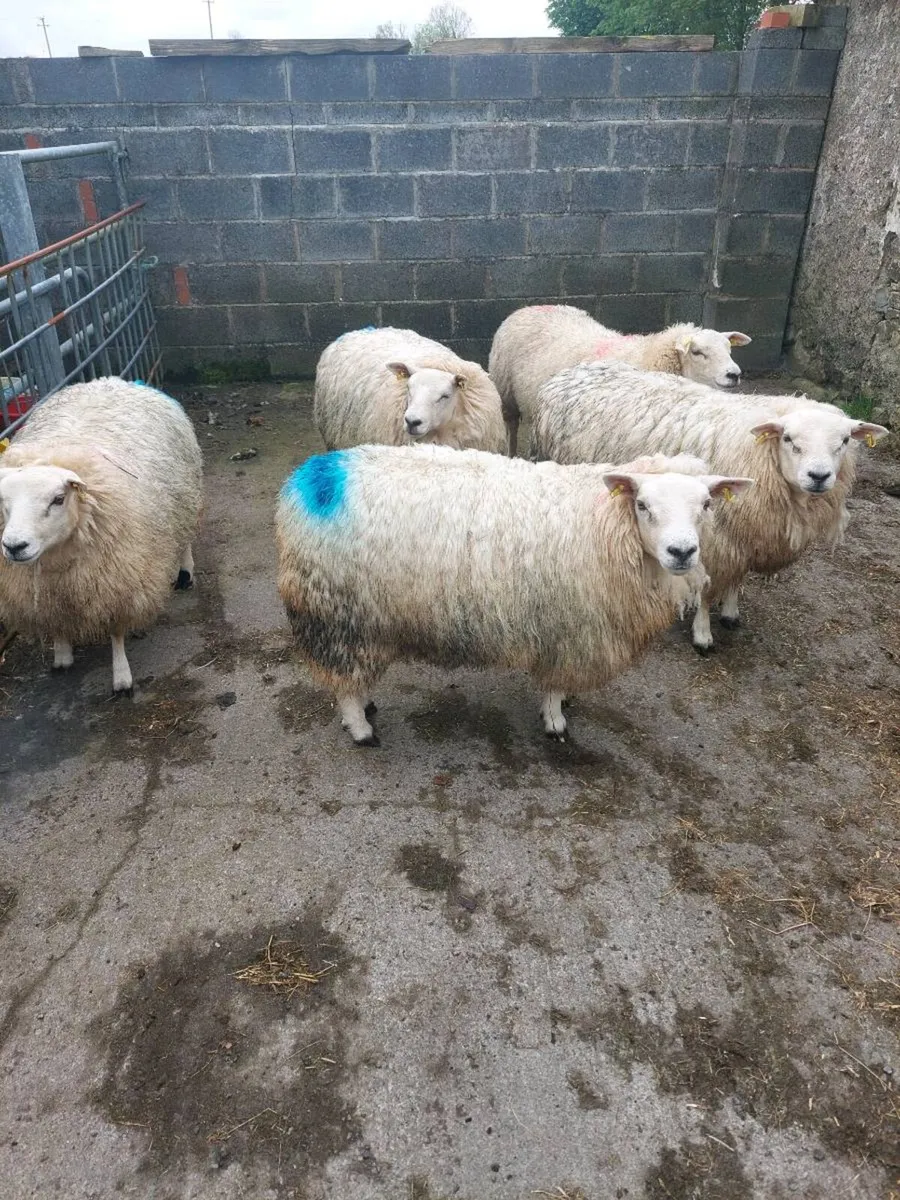 Texel  Ewe Hoggets - Image 4