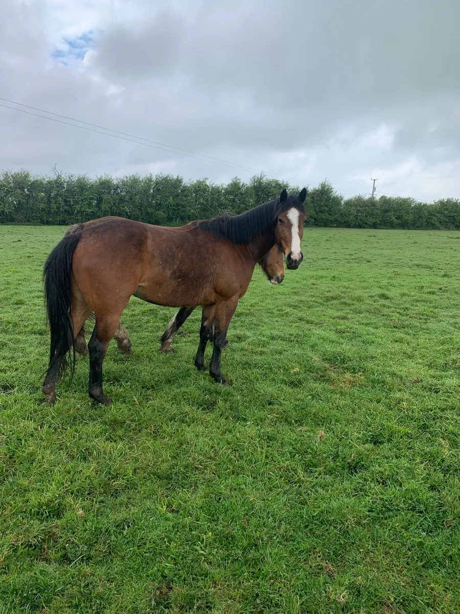 3 year old filly - Image 1