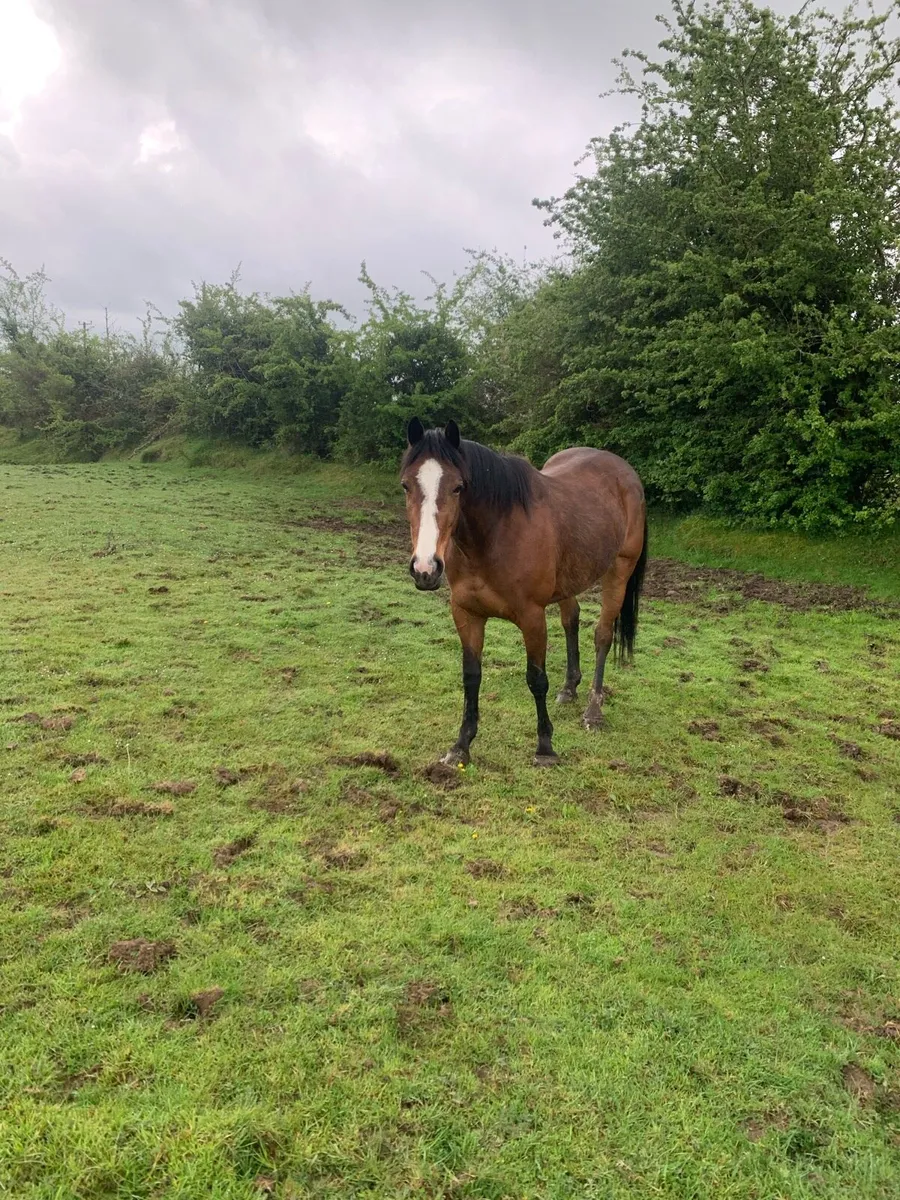 3 year old filly - Image 3