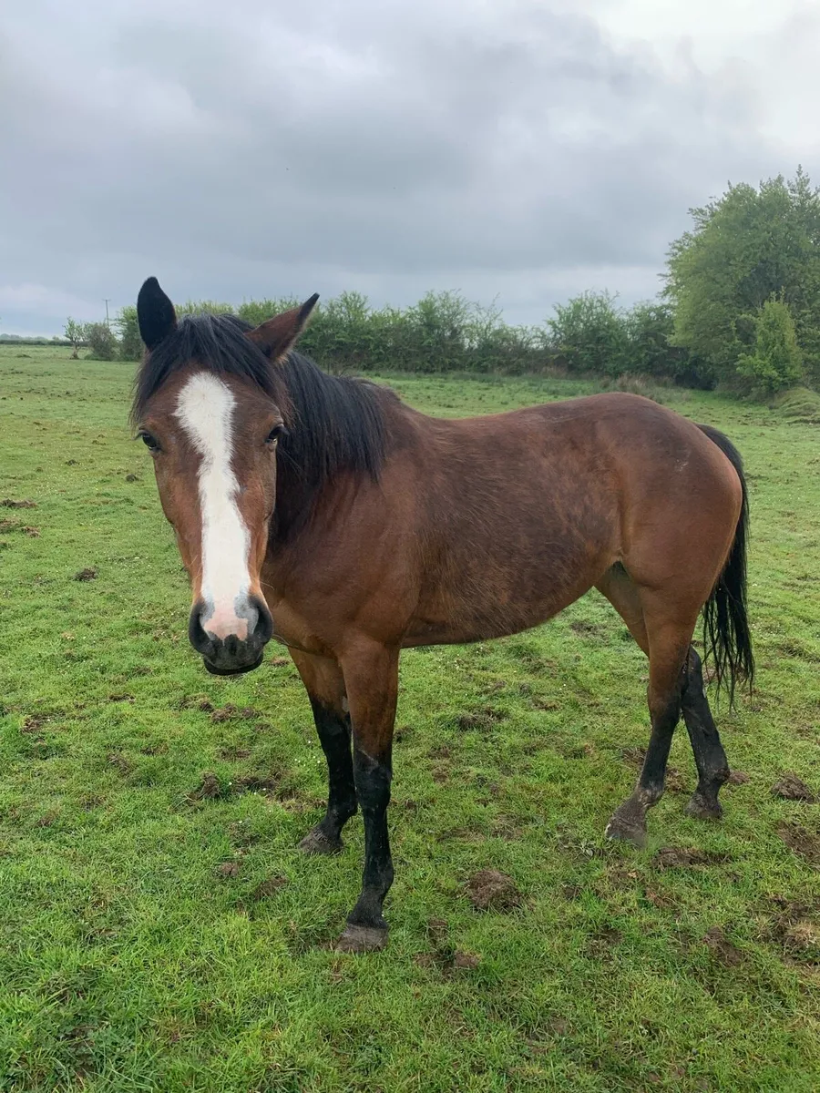 3 year old filly - Image 4