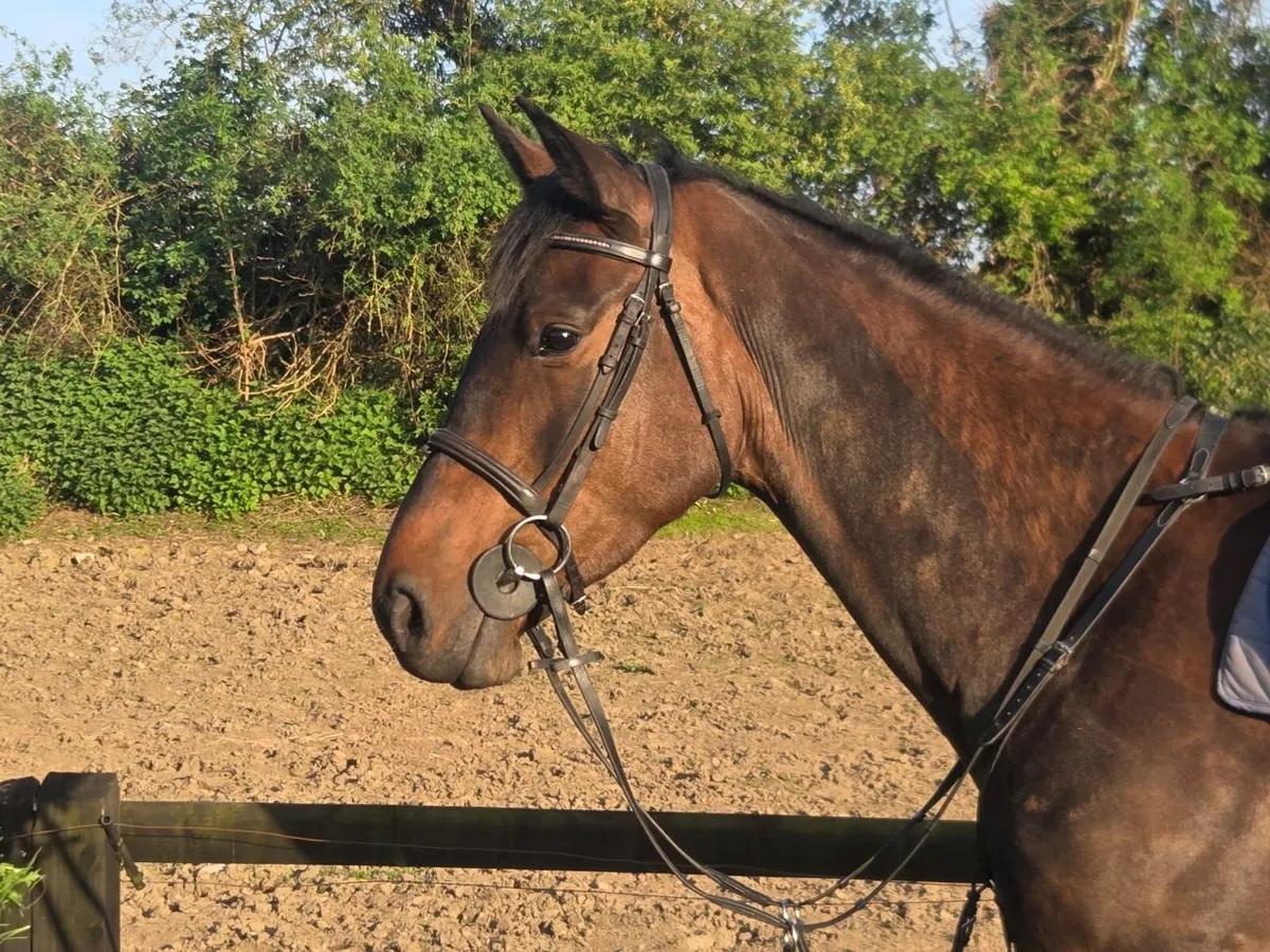 6 yr old mare - Image 1