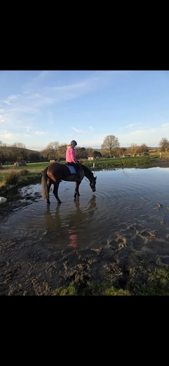 6 yr old mare - Image 3