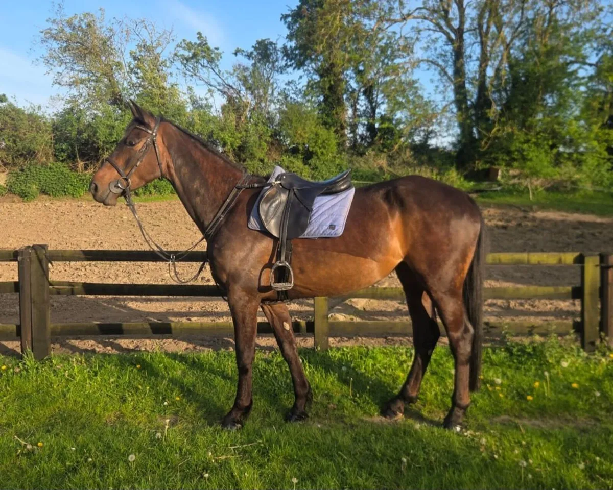 6 yr old mare - Image 2
