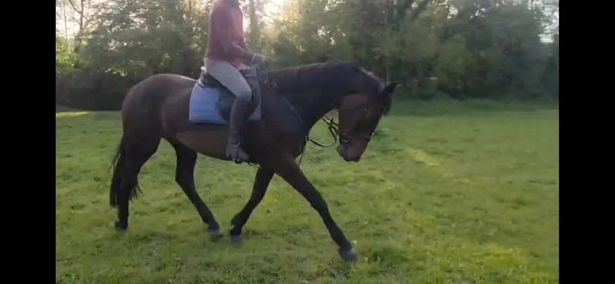 6 yr old mare - Image 4