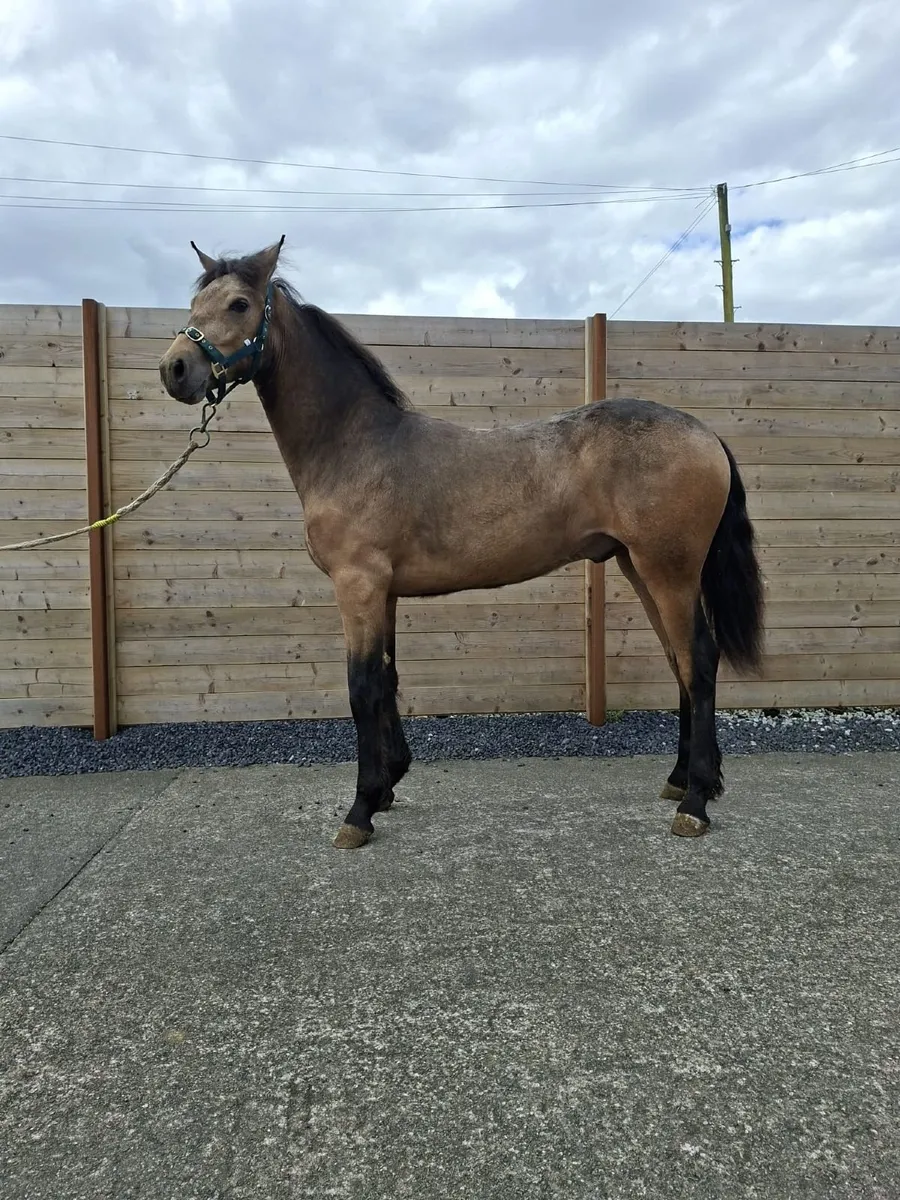 Connemara colt - Image 1