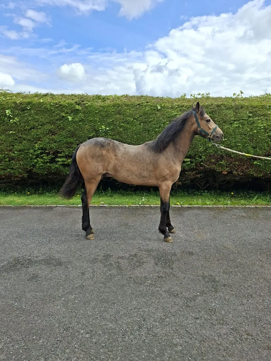 Connemara colt - Image 3