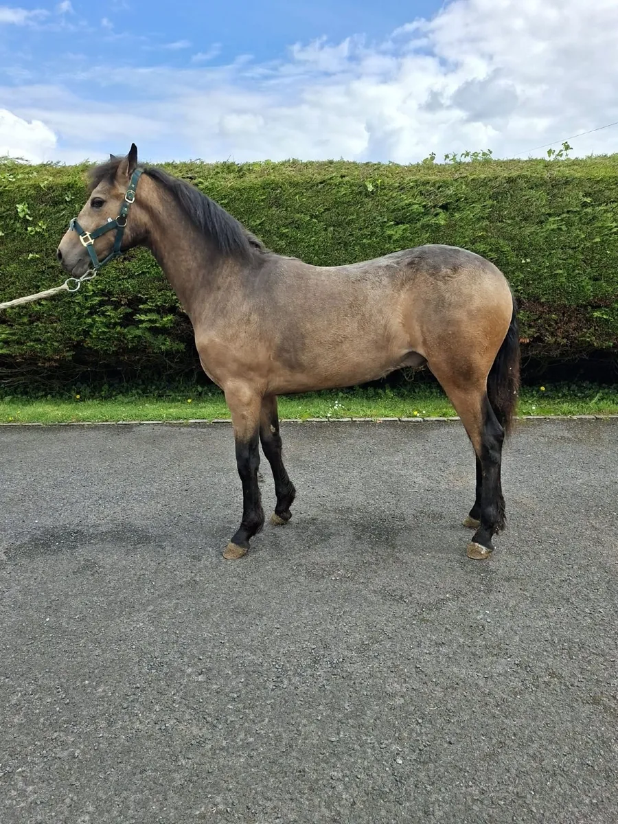 Connemara colt - Image 2