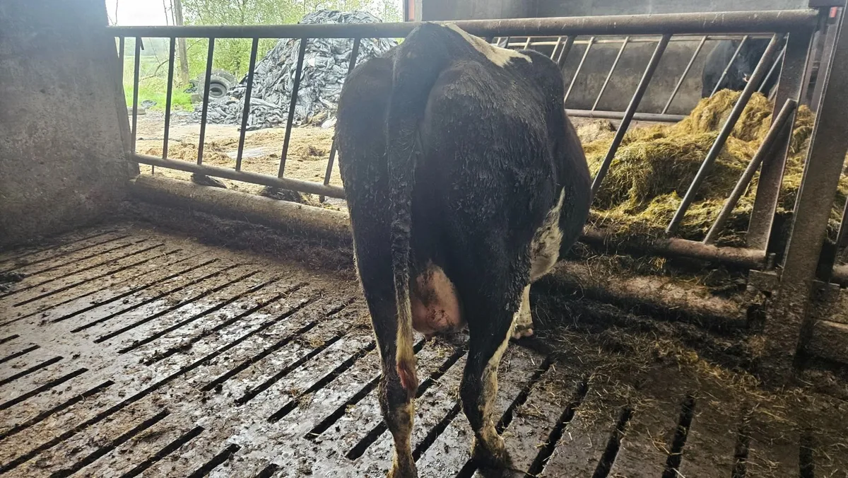 3 In-calf FR Heifers - Image 2