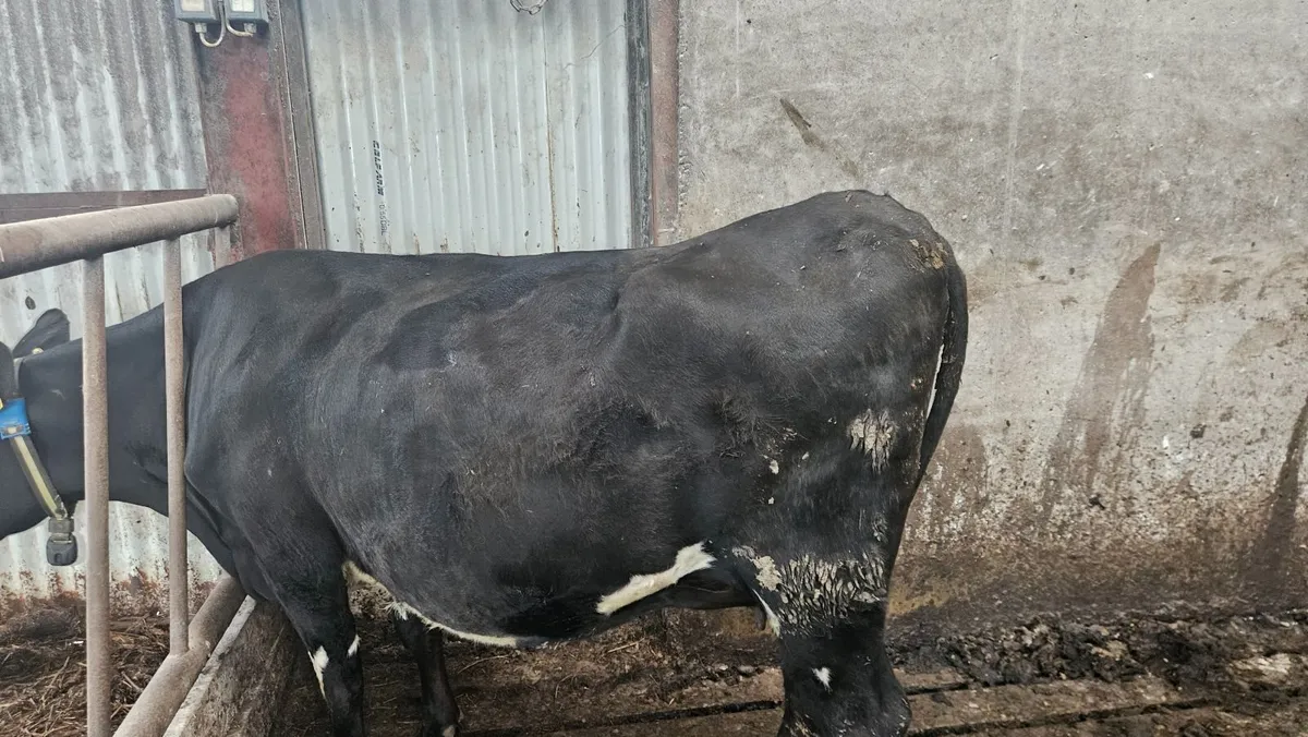 3 In-calf FR Heifers - Image 3