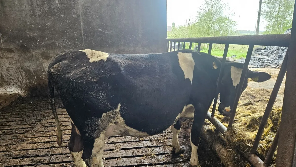 3 In-calf FR Heifers - Image 1