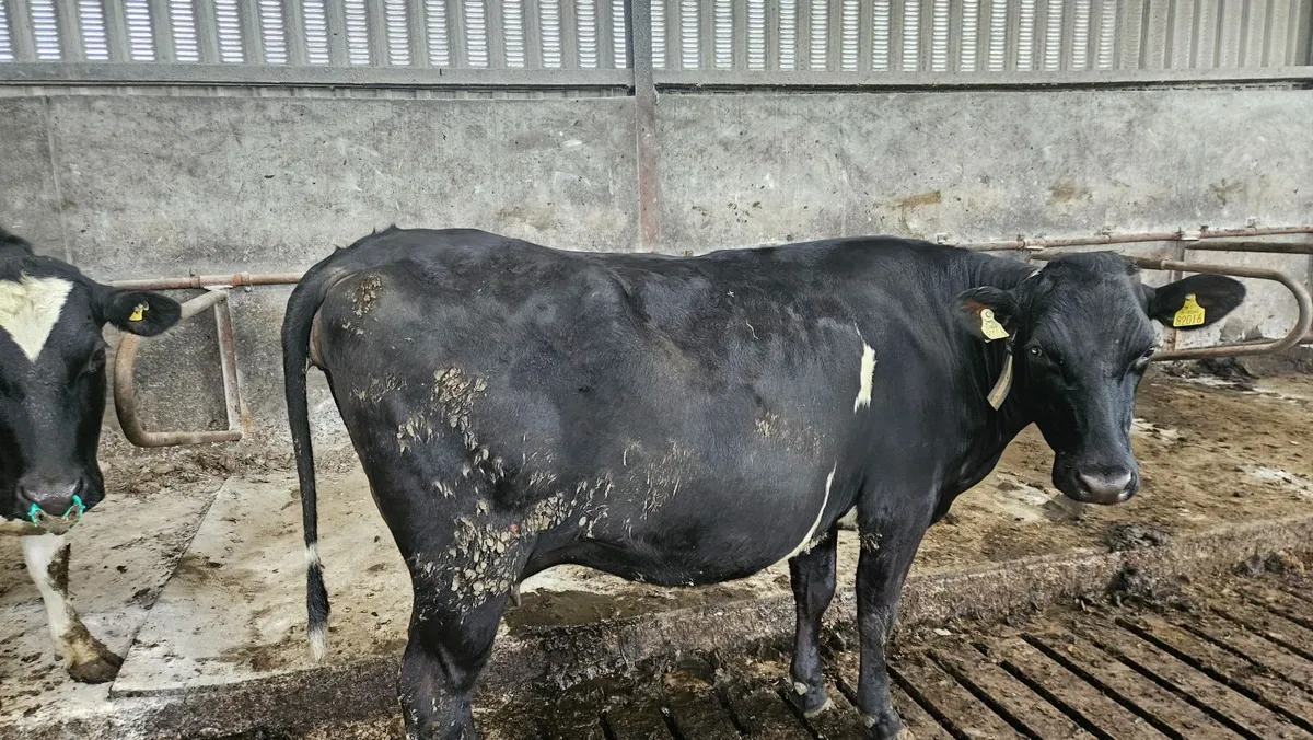 3 In-calf FR Heifers - Image 4