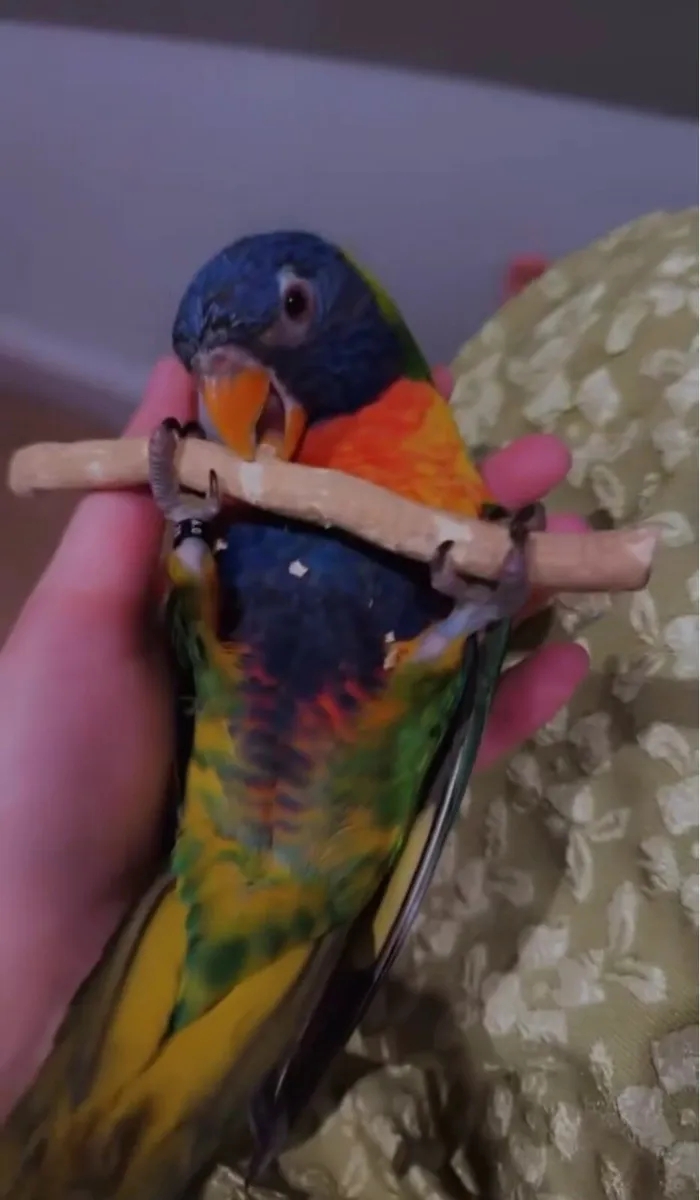 Parrot - Image 2