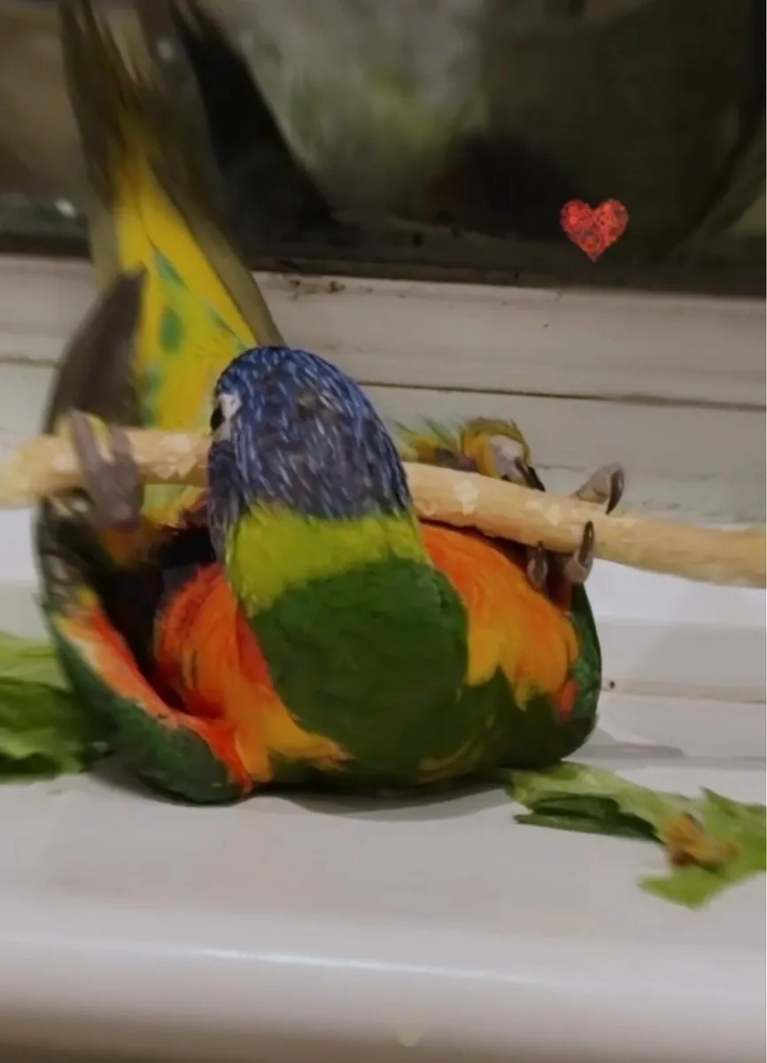 Parrot - Image 3