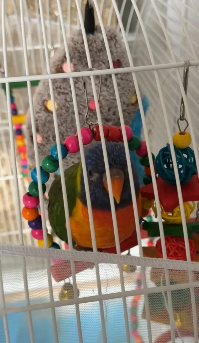 Parrot - Image 4