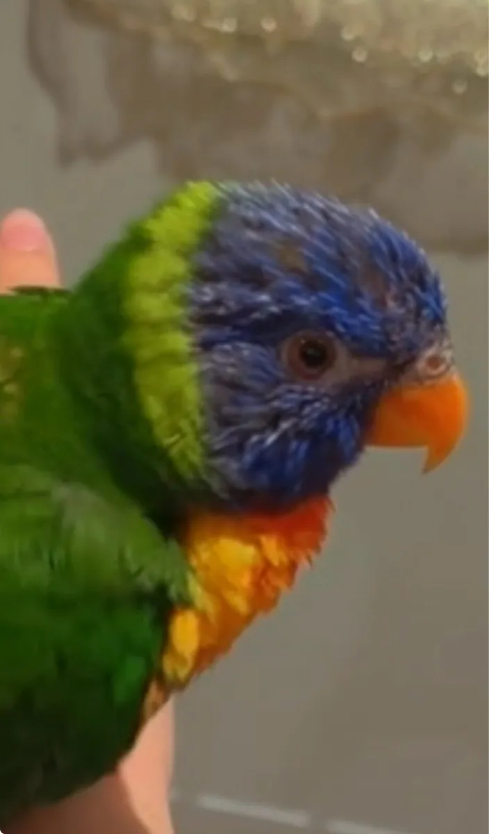 Parrot - Image 1