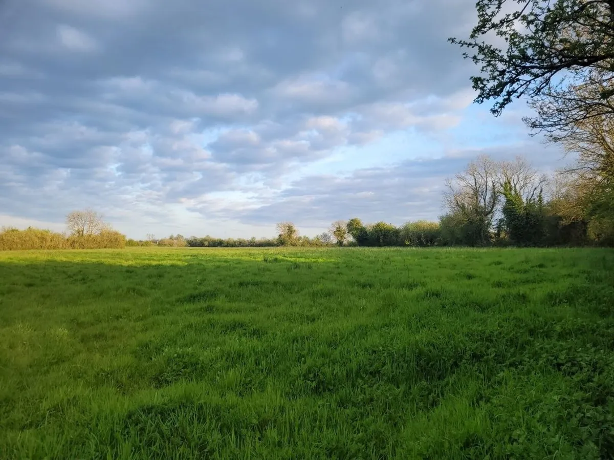 40 acres for 1st&2nd cut silage