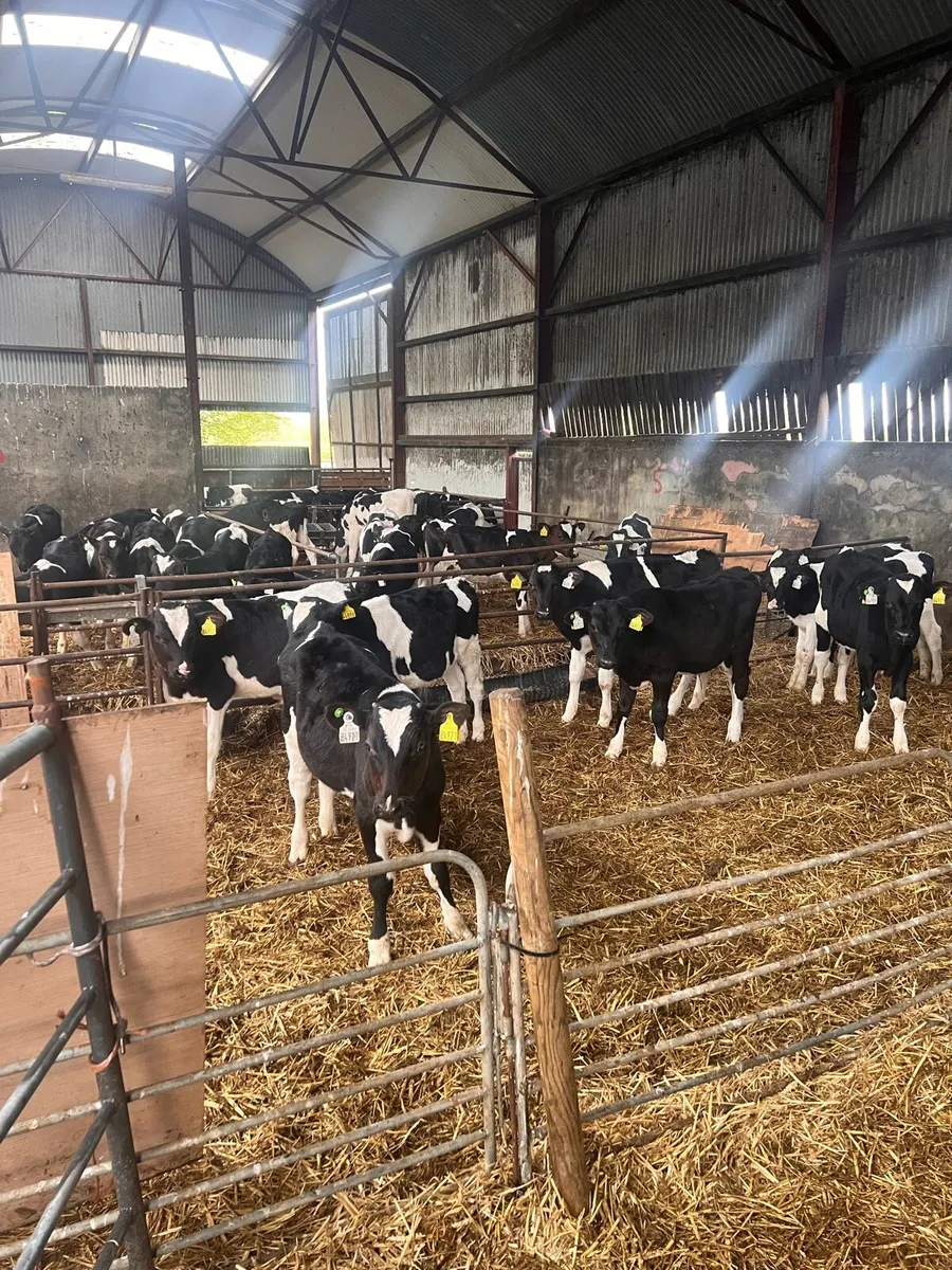 Calf debudding - Image 1
