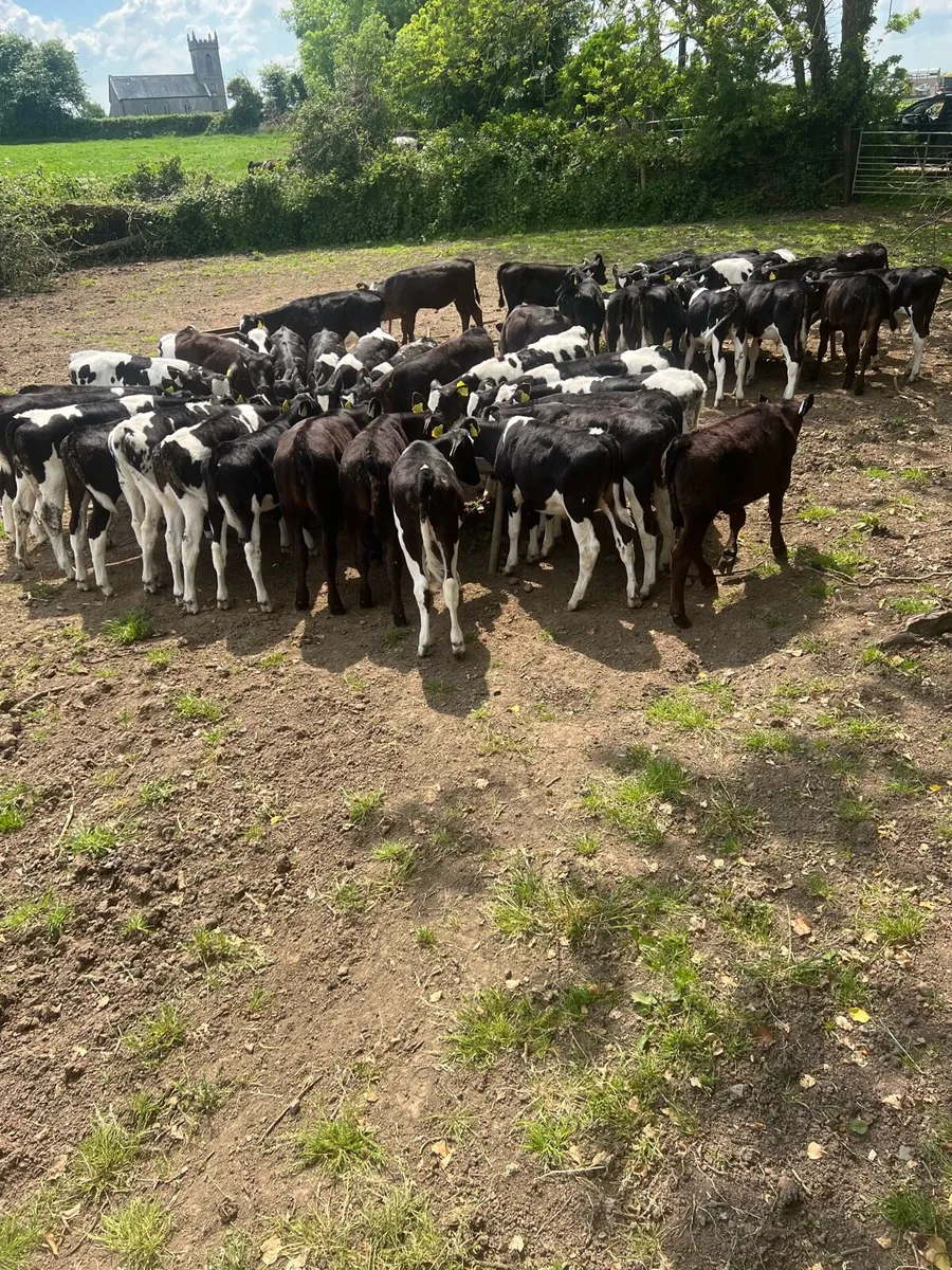 Calf debudding - Image 3