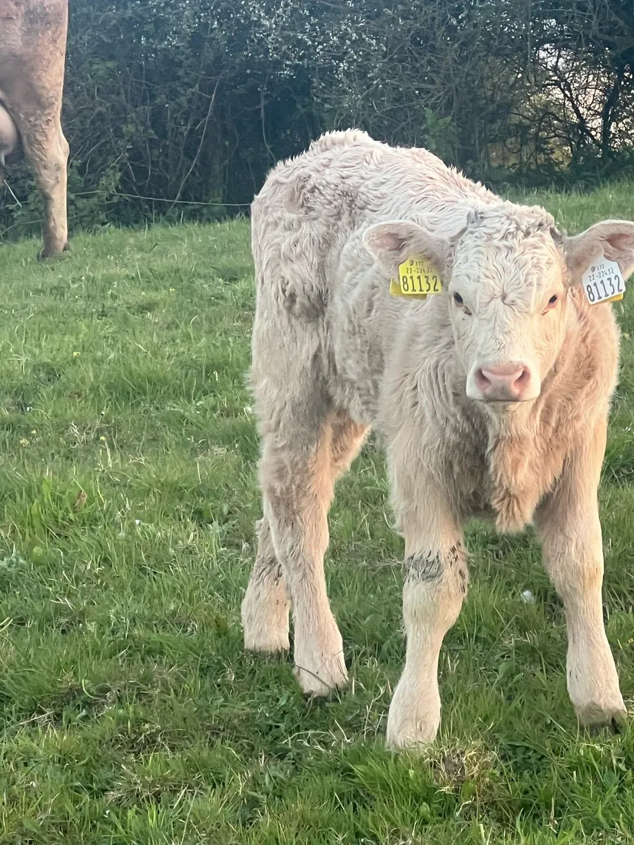 Calf debudding - Image 2