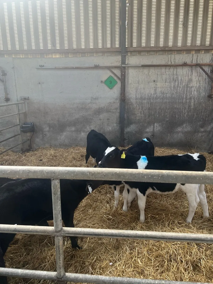 Calf debudding - Image 4