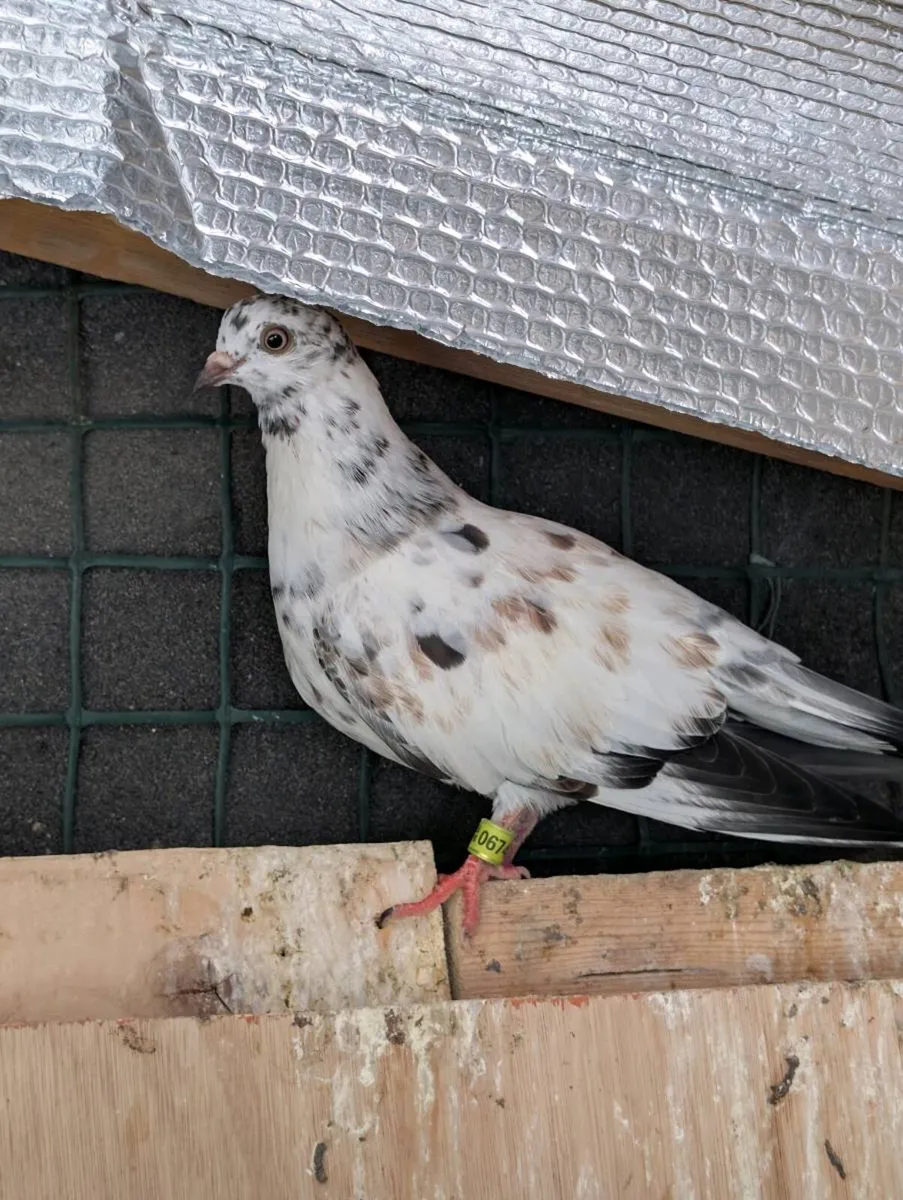 Pigeons for sale - Image 2