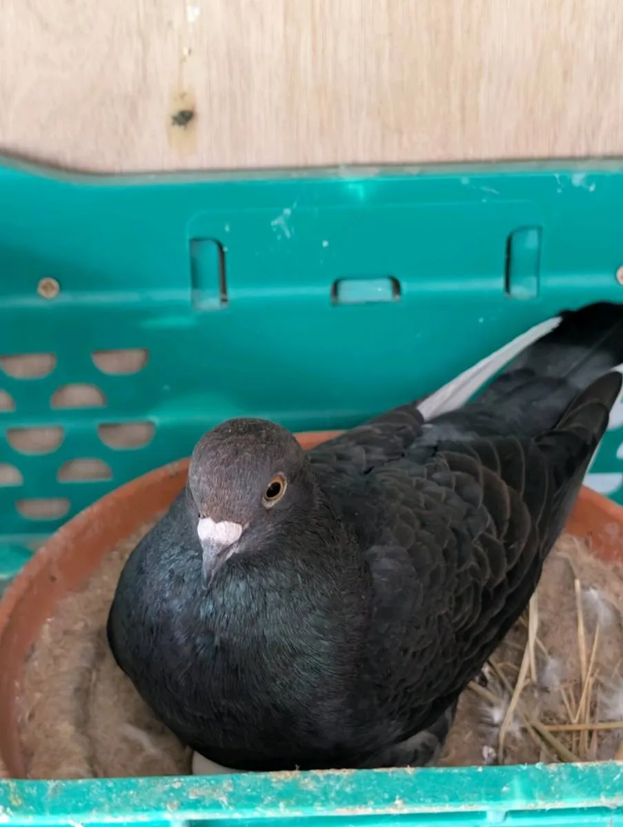 Pigeons for sale - Image 1