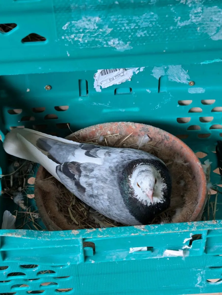 Pigeons for sale - Image 4