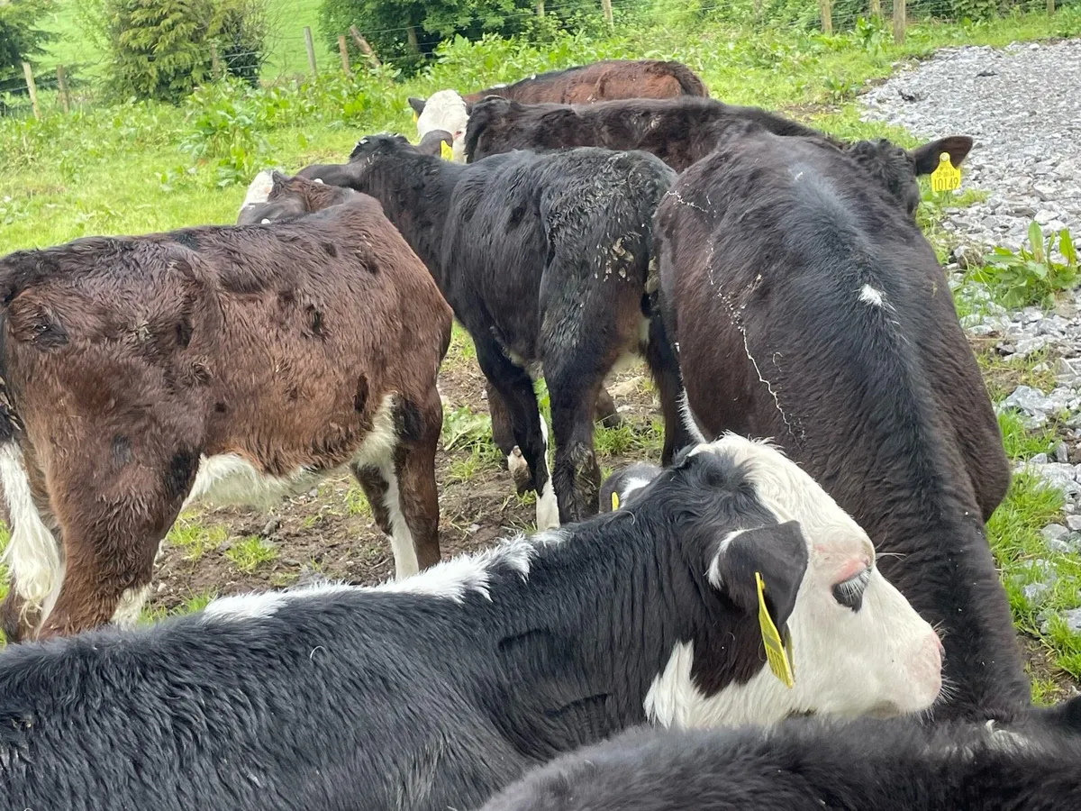 Beef cattle - Image 4