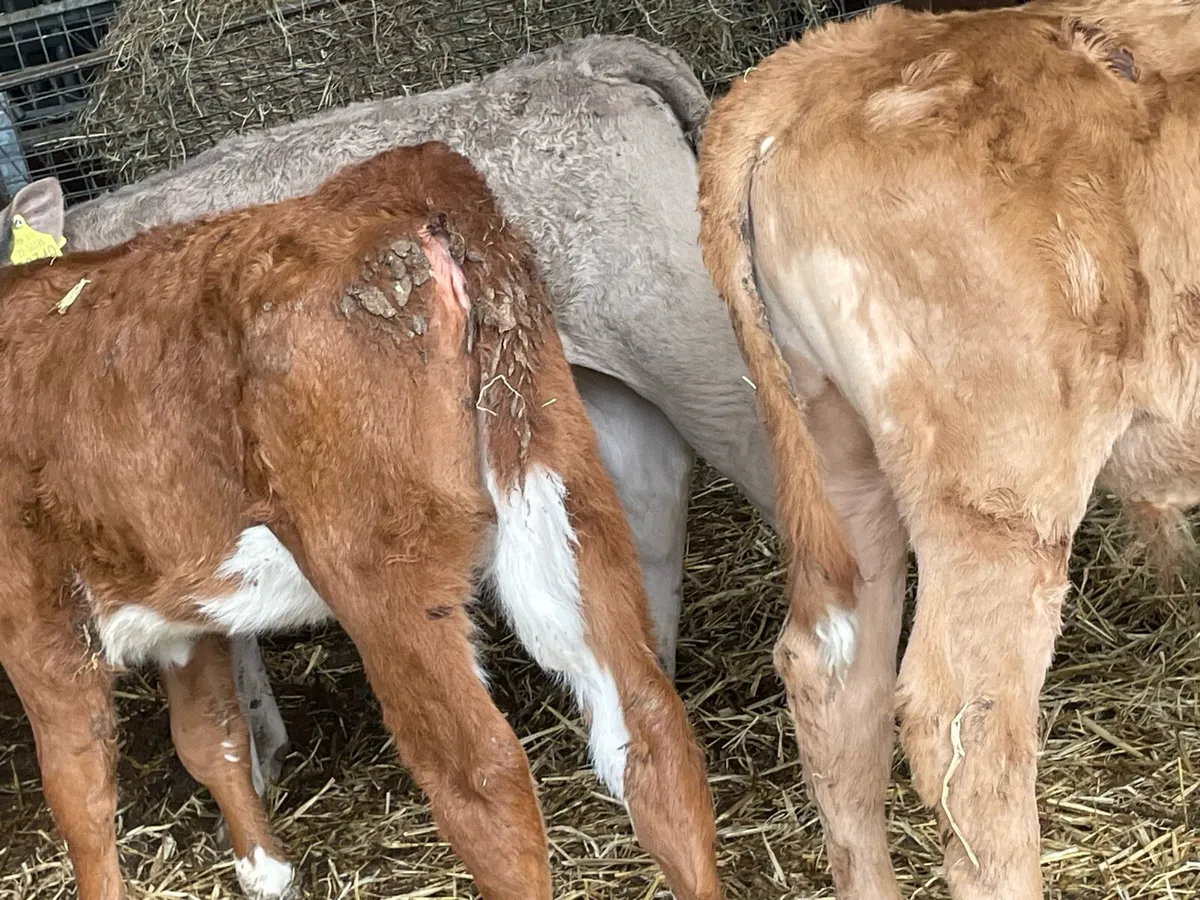 Beef cattle - Image 1