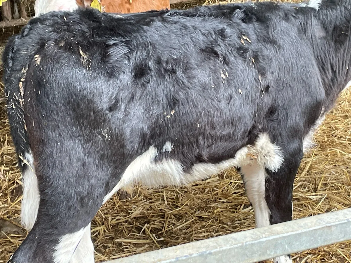 Beef cattle - Image 2