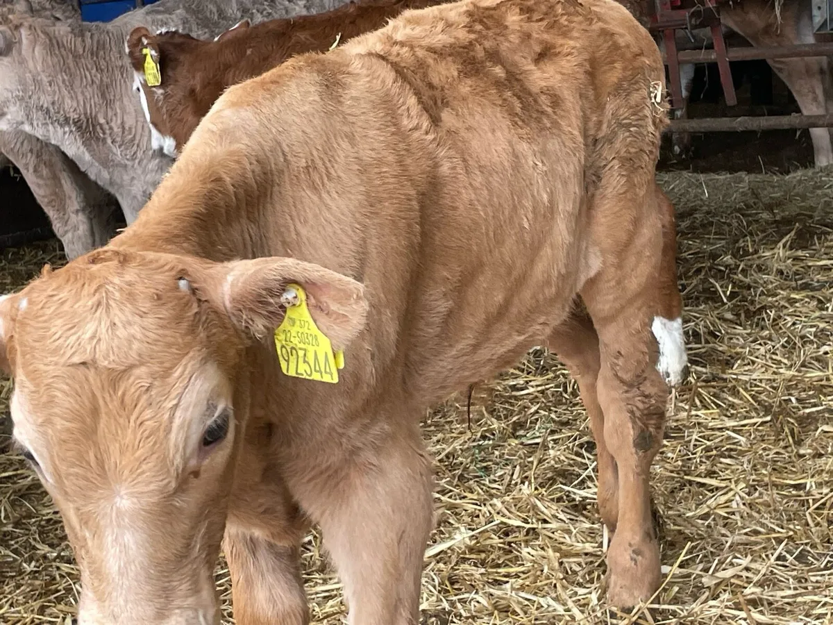 Beef cattle - Image 3